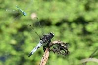 Libellula fulva