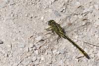 Gomphus pulchellus