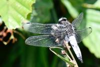 Libellula fulva