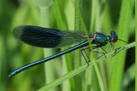 Calopteryx splendens
