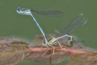 Platycnemis pennipes