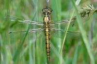 Orthetrum cancellatum