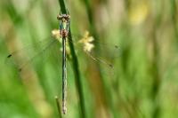 Lestes sponsa