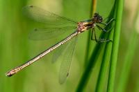 Lestes sponsa