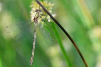 Lestes sponsa