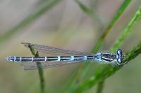 Enallagma cyathigerum