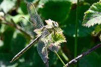 Gomphus pulchellus