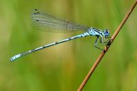 Coenagrion puella