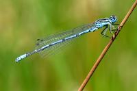 Coenagrion puella