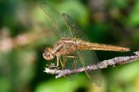 Crocothemis erythraea