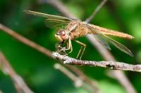 Crocothemis erythraea