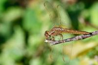 Crocothemis erythraea