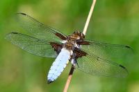 Libellula depressa