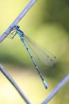 Coenagrion puella