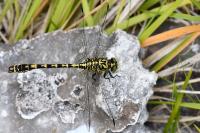 Onychogomphus forcipatus