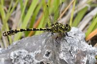 Onychogomphus forcipatus