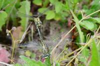 Gomphus pulchellus