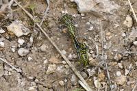 Gomphus pulchellus