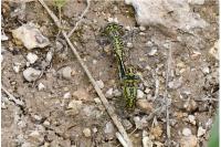 Gomphus pulchellus