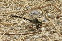 Onychogomphus forcipatus