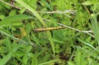 Orthetrum cancellatum