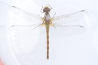 Sympetrum striolatum