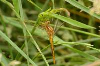 Orthetrum coerulescens