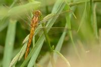 Orthetrum coerulescens