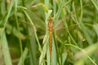 Orthetrum coerulescens