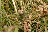Orthetrum cancellatum