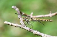 Sympetrum striolatum