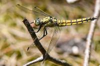Orthetrum cancellatum