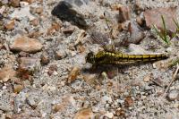 Orthetrum cancellatum
