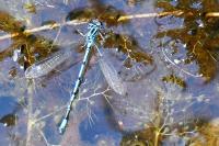 Coenagrion puella