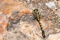 Onychogomphus forcipatus