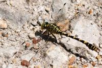 Onychogomphus forcipatus