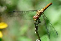 Sympetrum sanguineum