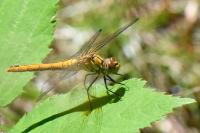 Sympetrum sanguineum