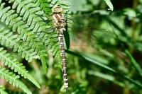 Aeshna cyanea