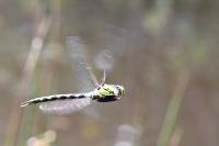 Aeshna cyanea