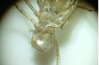 Sympetrum striolatum/meridionale