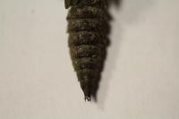 Cordulegaster boltonii