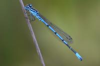 Coenagrion puella