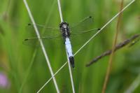 Orthetrum albistylum