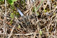 Orthetrum cancellatum
