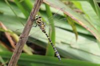 Cordulegaster boltonii