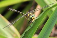 Cordulegaster boltonii