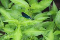 Calopteryx virgo