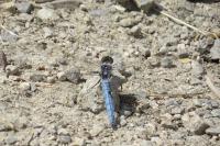 Orthetrum brunneum
