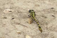 Onychogomphus forcipatus